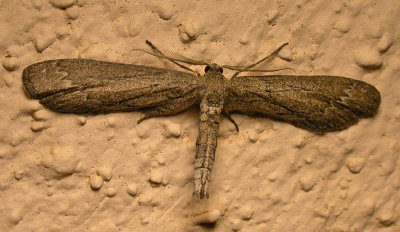 march-13-2012-4-moth.jpg
