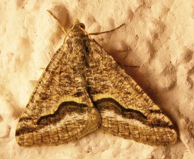 Rindgea signata  6414 - Signate Looper Moth