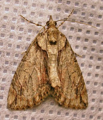 march-13-2012-10-moth.jpg