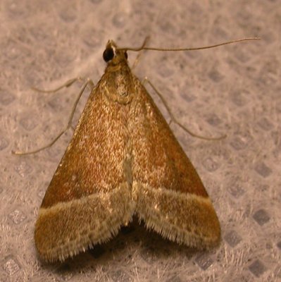 Pyrausta lethalis - 5027  Lethal Pyrausta Moth