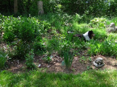 Sabrina in the perennial garden in front yard