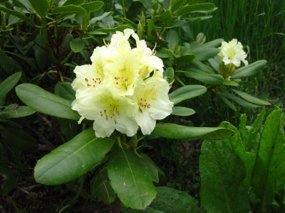 Capistrano rhododendron