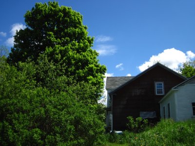 back of house and Sugar Maple