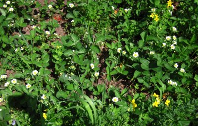 strawberries in garden