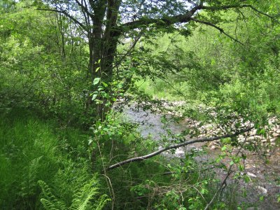 view of brook by island - left