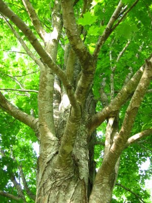 canopy of maple outside bedroom window