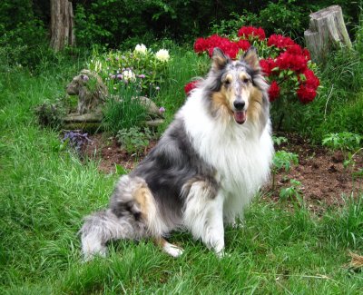 Sage with rhododendrons in garden