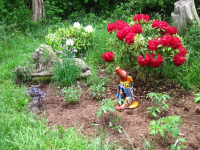 rhododendrons, tomato plants and basil