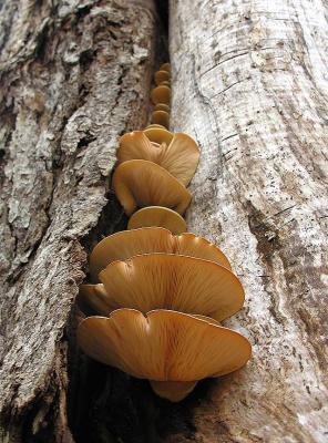 Pleurotus mushrooms