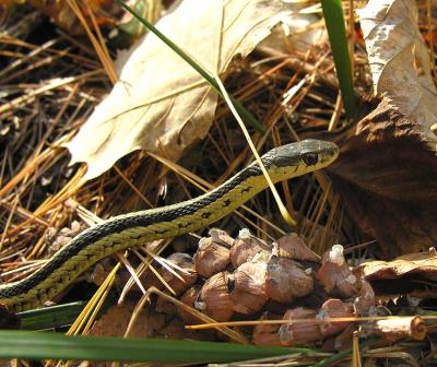 Garter snake