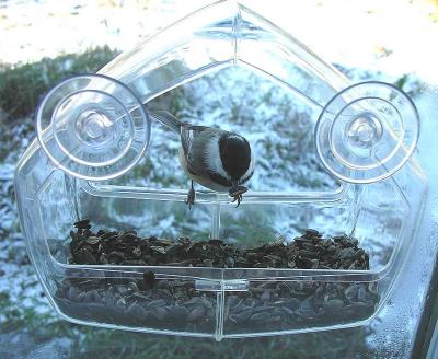 Chickadee in feeder