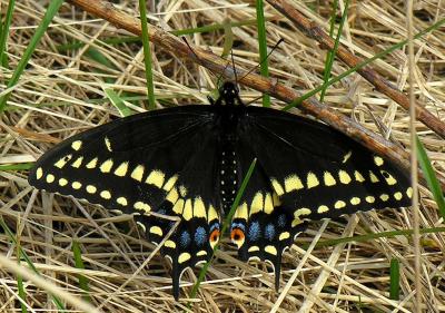 Black Swallowtail - Papilio polyxenes asterius