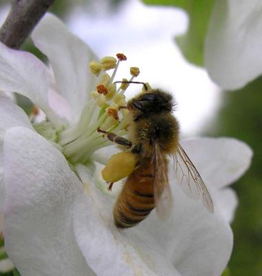 bees-6974-1-large.jpg