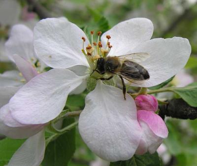 bees-6991-large.jpg