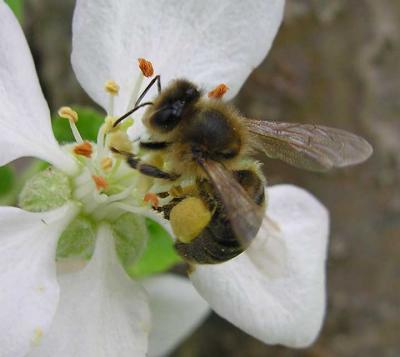 bees-7002-1-large.jpg