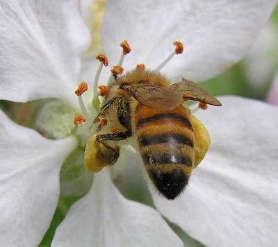 bees-7052-2-large.jpg