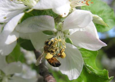 bees-7059-large.jpg