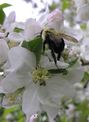 bumblebee-6976-large.jpg