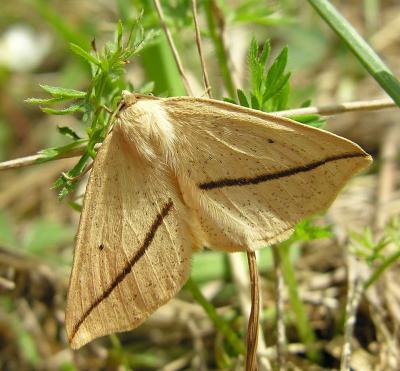 Tetracis crocallata - 6963 - Yellow Slant-line moth