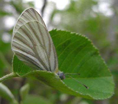 Pieris oleracea - Mustard White