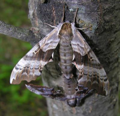 Smerinthus cerisyi - 7822 - mating pair