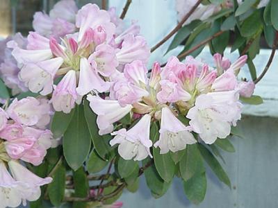 rhodies