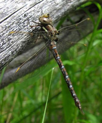 g4/59/68959/3/60958967.springtimedarnerside1.jpg
