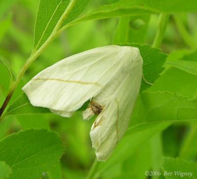 Tetracis cachexiata - 6964 - White Slant-line moth