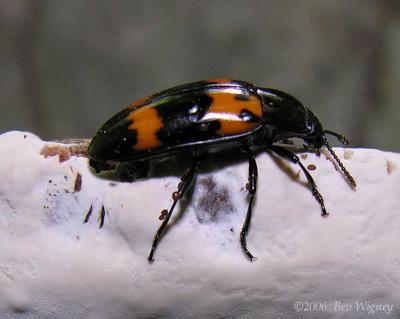 Megalodacne heros - Pleasing Fungus Beetle