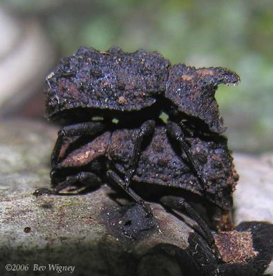 Bolitotherus cornutus - Horned Fungus Beetles