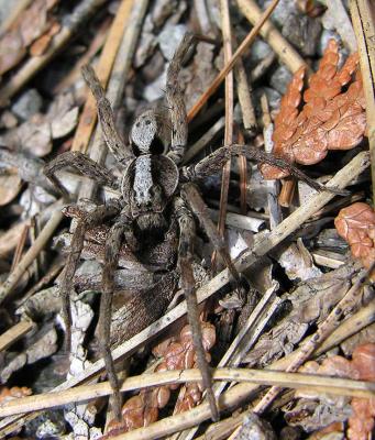 Hogna frondicola (?) - Forest Wolf Spider