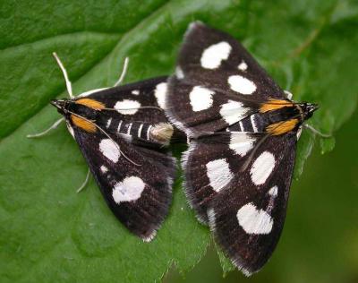 Anania funebris glomeralis - 4958a - White-spotted Sable Moths