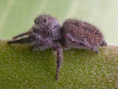 gray jumping spider - view 1