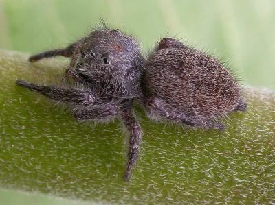 gray jumping spider - view 2