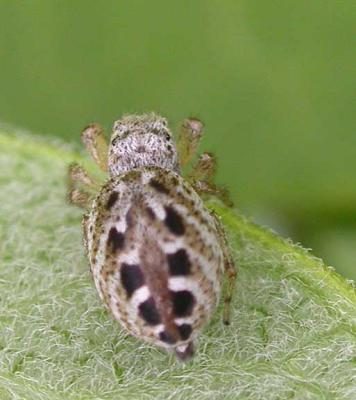 Pelegrina proterva - female - view 2