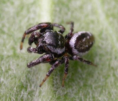 Pelegrina proterva (?) - view 2