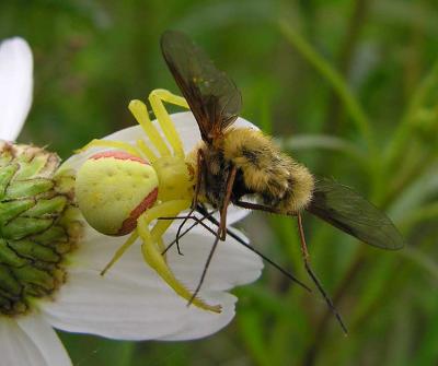 Misumena vatia - Goldenrod Crab Spider