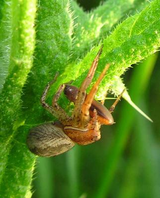 Xysticus Spp (?) with insect - 2