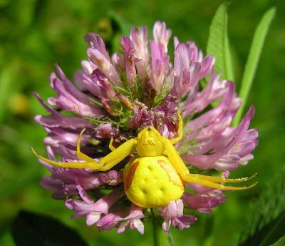 Misumena vatia - Flower Crab Spider