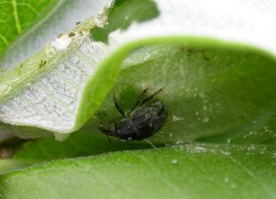 Milkweed Weevil in spider refuge