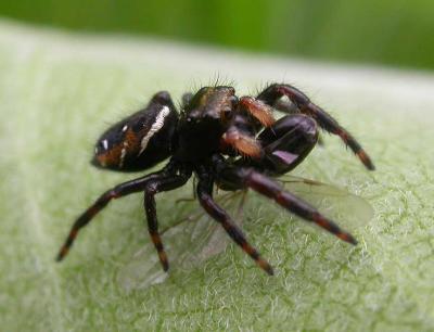 Phidippus with fly - view 1