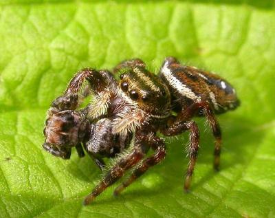 Phidippus clarus - female - with prey - view 3