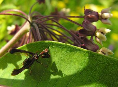 Climaciella brunnea - Brown Mantidfly
