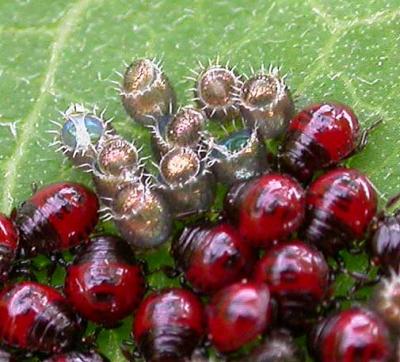 Spiny Stink Bug nymphs and eggs