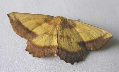 Euchlaena serrata - 6724 - Saw-wing moth