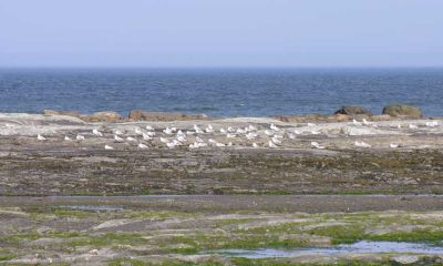 Gulls on beach at Ste-Flavie