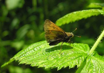 skipper-not-ID.jpg