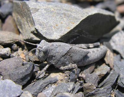 gray bird grasshopper - nymph - in slate