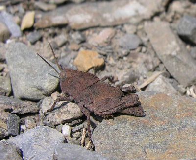 brown bird grasshopper - nymph - in slate