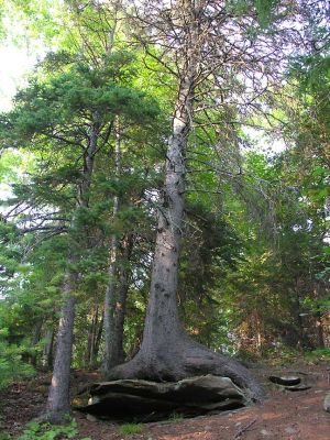 Spruce on a rock